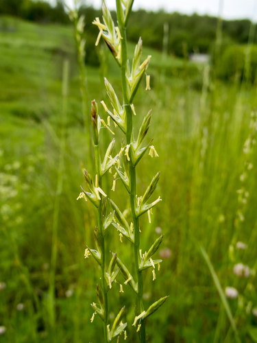 Perennial ryegrass (Lolium perenne)