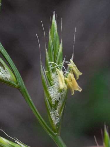 Perennial ryegrass
