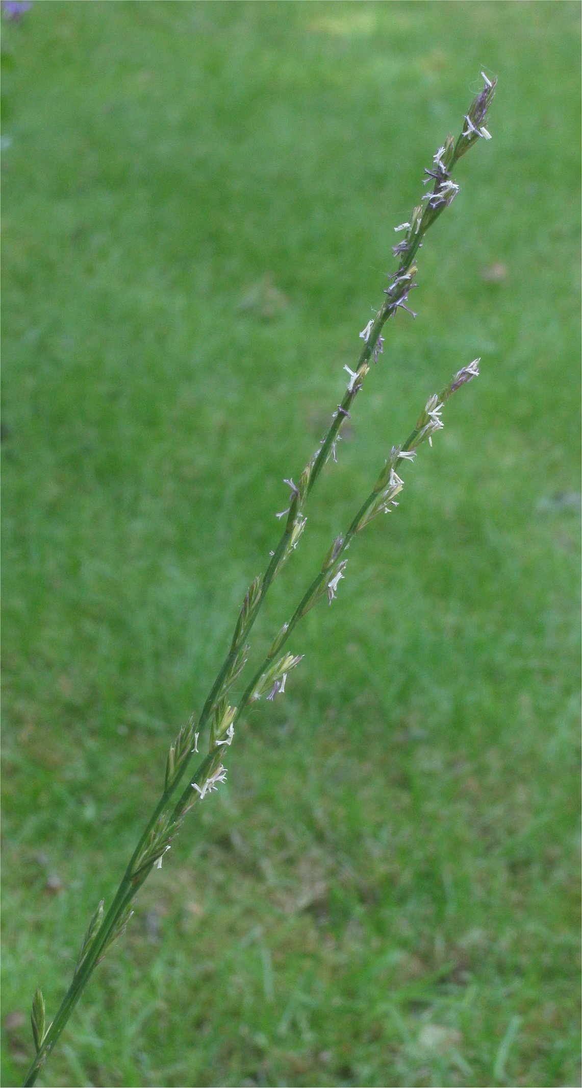 Perennial ryegrass: (nl:Engels raaigrasaar in bloei) Lolium perenne flowering ear;