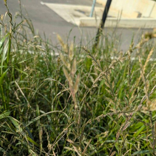 Perennial ryegrass (Lolium perenne)