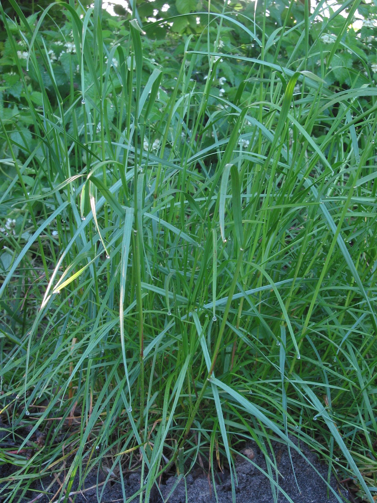 Perennial ryegrass: Lolium perenne flower emerging (Engels raaigras );