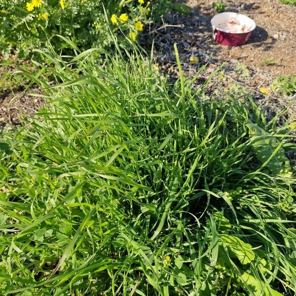 Perennial ryegrass (Lolium perenne)