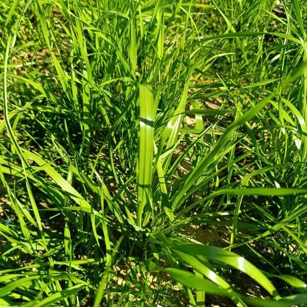 Perennial ryegrass (Lolium perenne)