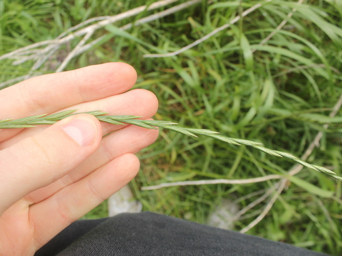 Perennial ryegrass (Lolium perenne)