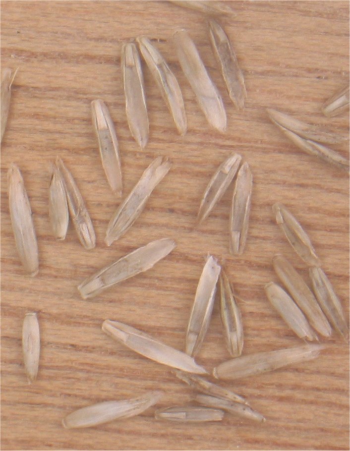 Perennial ryegrass: Engels raaigras vruchten) Lolium perenne fruits