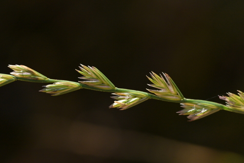 Perennial ryegrass (Lolium perenne)