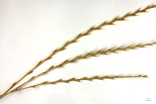Darnel ryegrass: Lolium temulentum , darnel, seeds