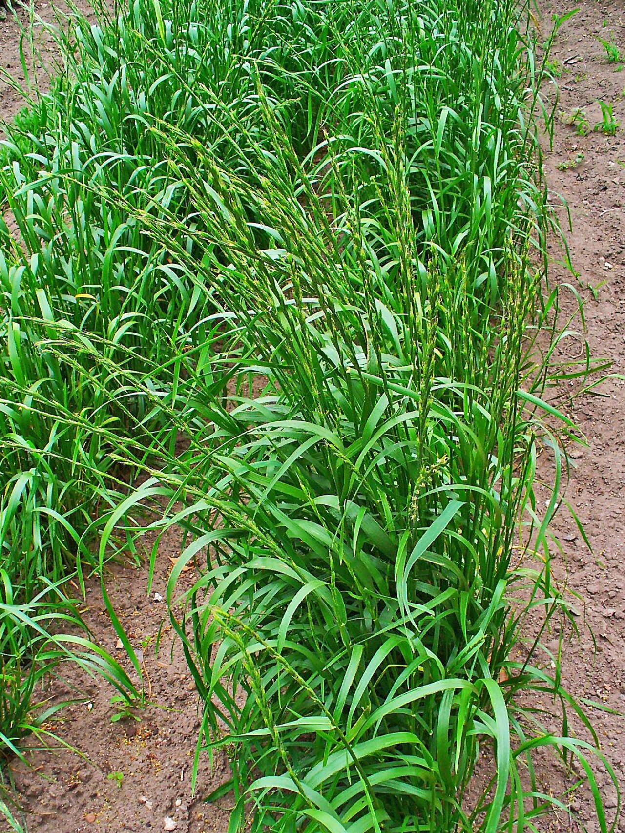 Darnel ryegrass: Lolium temulentum , Poaceae, Darnel, Cockle, habitus. The ripe, dried fruits are used in homeopathy as remedy: Lolium temulentum