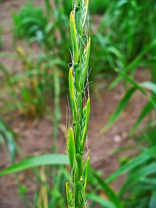 Darnel ryegrass: Lolium temulentum , Poaceae, Darnel, Cockle, flowers. The ripe, dried fruits are used in homeopathy as remedy: Lolium temulentum