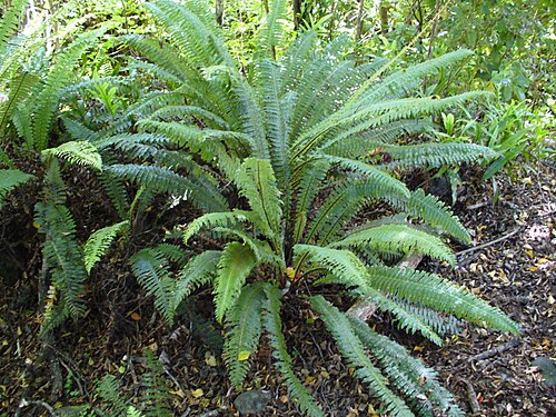 Crown fern: New Zealand Crown fern - species Blechnum discolor. Photographed in bushwalk near the suspension footbridge on the Buller River on the road from Murchison to We