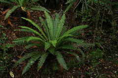 Crown fern (Lomaria discolor)