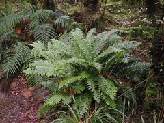 Crown fern (Lomaria discolor)