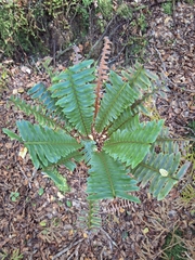 Crown fern (Lomaria discolor)
