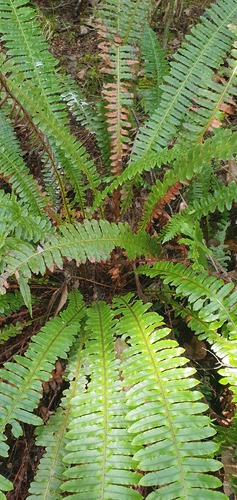 Crown fern (Lomaria discolor)