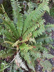 Crown fern (Lomaria discolor)