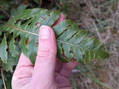 Crown fern (Lomaria discolor)