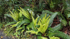 Crown fern (Lomaria discolor)