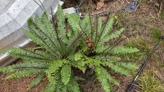 Crown fern (Lomaria discolor)