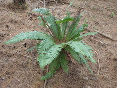 Crown fern (Lomaria discolor)