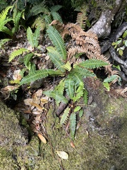 Crown fern (Lomaria discolor)