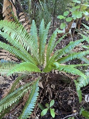 Crown fern (Lomaria discolor)