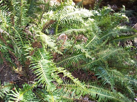 Lomaria nuda: Blechnum nudum at Leura Cascades