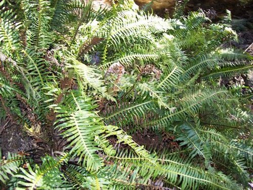 Lomaria nuda: Blechnum nudum at Leura Cascades