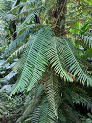Lomaridium binervatum (Lomaridium binervatum)