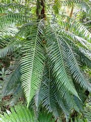 Lomaridium binervatum (Lomaridium binervatum)