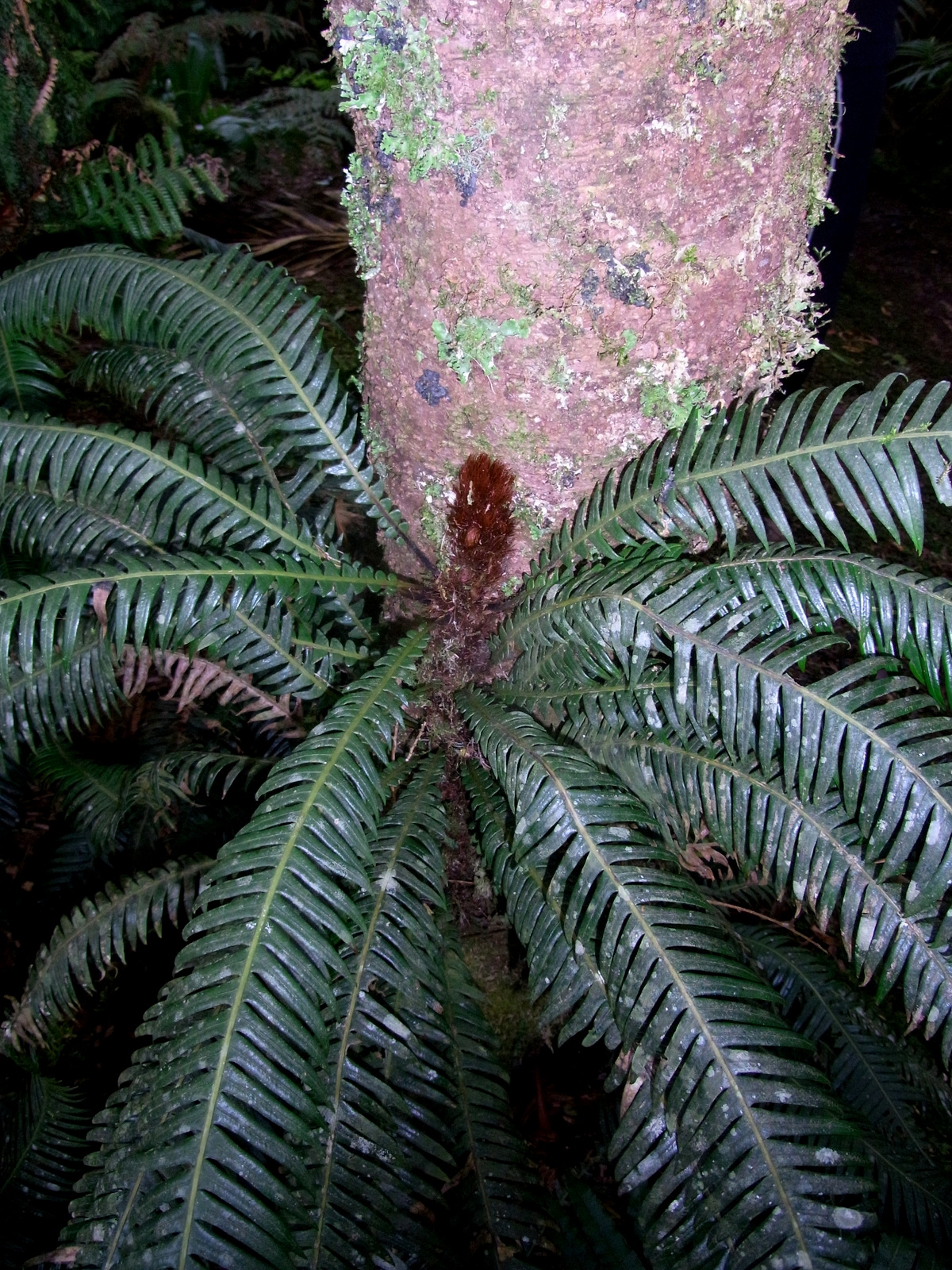 Lomaridium contiguum: Blechnum contiguum Mount Gower LHI