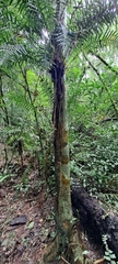 Lomaridium plumieri (Lomaridium plumieri)