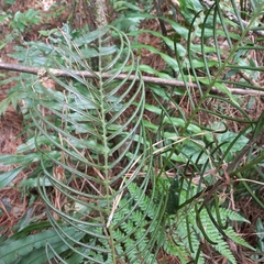 Lomaridium plumieri (Lomaridium plumieri)