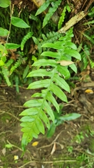 Lomaridium plumieri (Lomaridium plumieri)