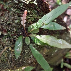 Lomaridium plumieri (Lomaridium plumieri)