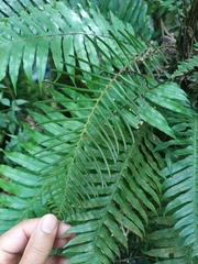 Lomaridium plumieri (Lomaridium plumieri)