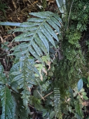 Lomaridium plumieri (Lomaridium plumieri)