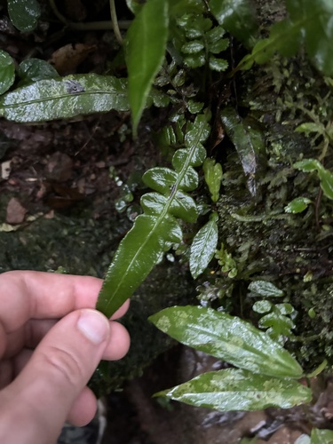 Lomaridium plumieri (Lomaridium plumieri)