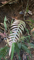 Lomaridium plumieri (Lomaridium plumieri)