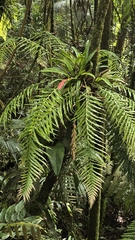 Lomaridium plumieri (Lomaridium plumieri)
