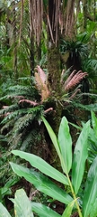 Lomaridium plumieri (Lomaridium plumieri)