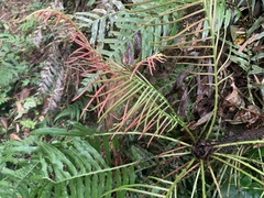 Lomaridium plumieri (Lomaridium plumieri)