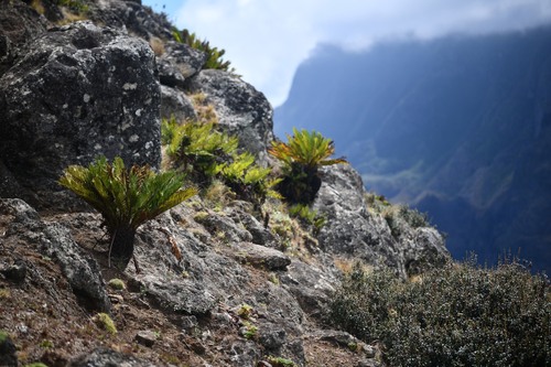 Lomariocycas cycadifolia (Lomariocycas cycadifolia)
