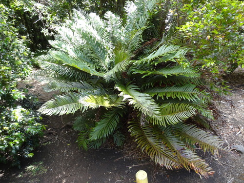 Lomariocycas cycadifolia (Lomariocycas cycadifolia)