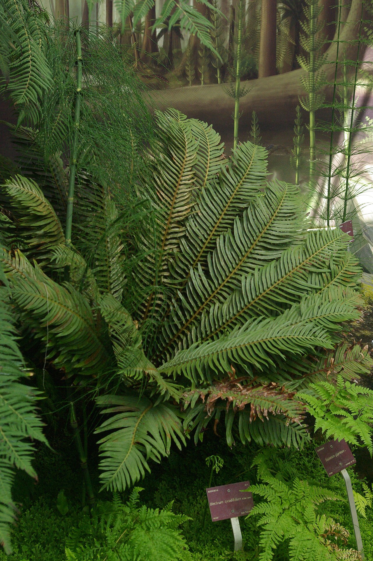 Lomariocycas cycadifolia: Blechnum cycadifolium, Conservatoire botanique national de Brest
