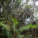 Lomariocycas longepetiolata (Lomariocycas longepetiolata)