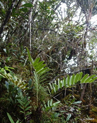 Lomariocycas longepetiolata (Lomariocycas longepetiolata)
