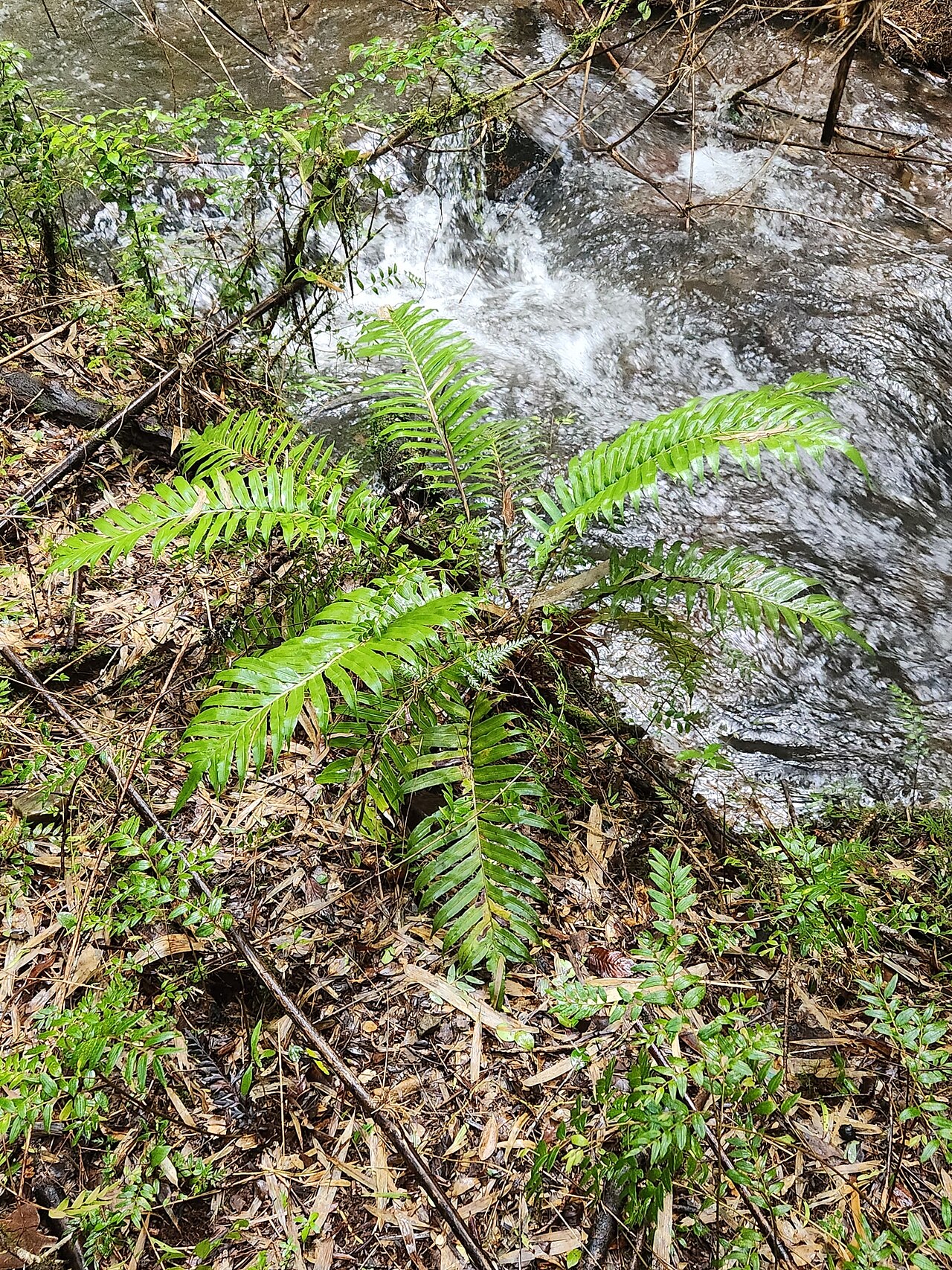 Lomariocycas magellanica: Tall Fern ( Lomariocycas magellanica ) in Chile
