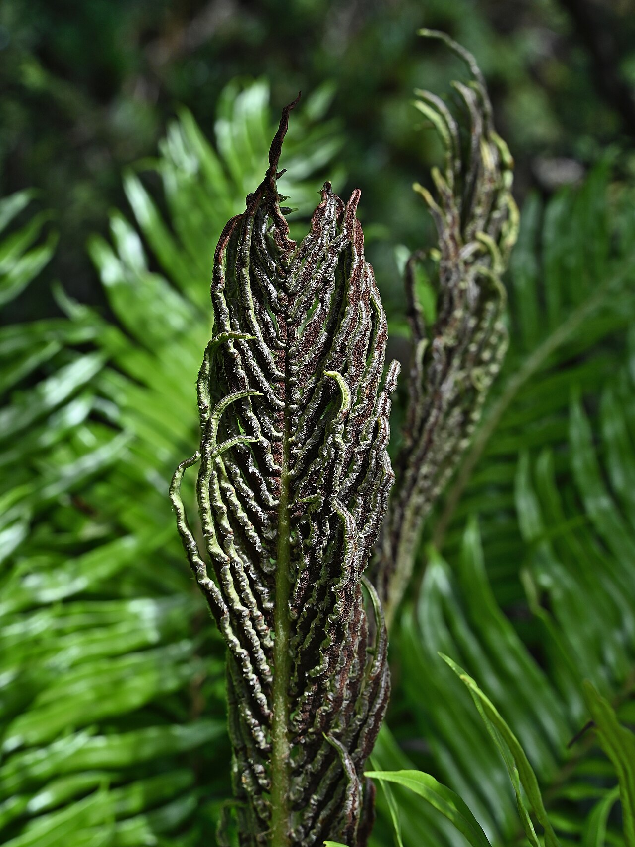 Lomariocycas magellanica: Lomariocycas magellanica near entrance to Alerce Costero PN at T-80, Los Rios, Chile