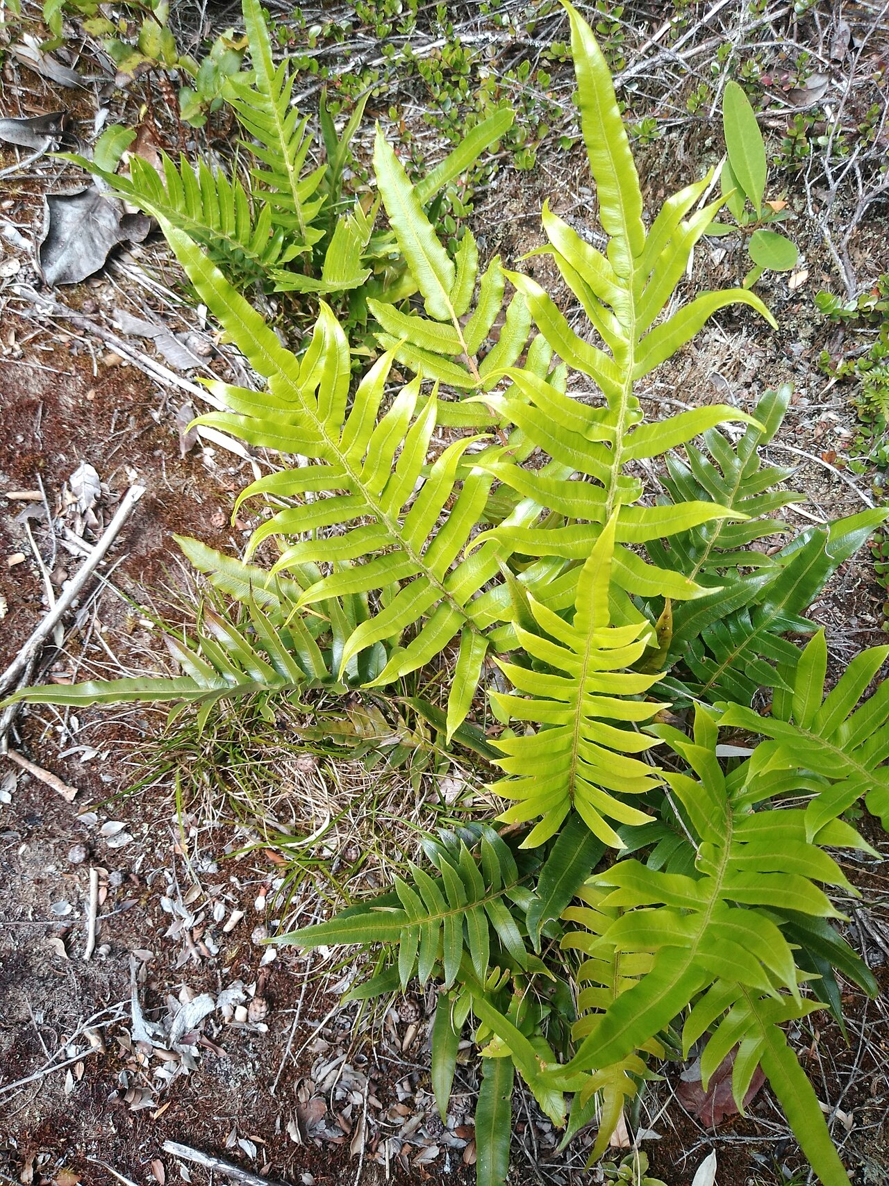 Lomariocycas magellanica: Lomariocycas magellanica, Llanquihue, CL-LL, CL, 2024-12-22 (iNaturalist).