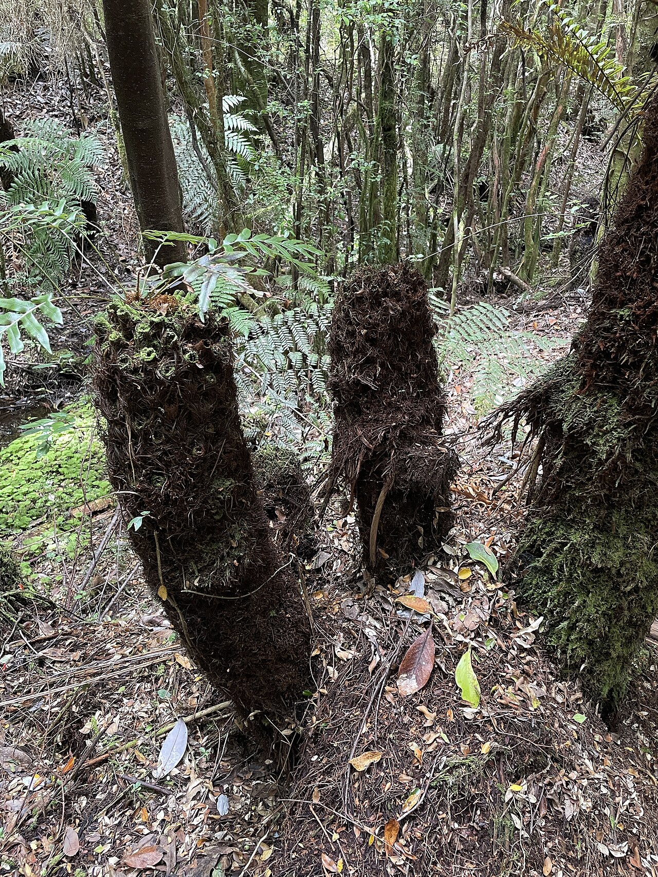 Lomariocycas magellanica: Lomariocycas magellanica, Camino de la Chocolatería, Puerto Montt, Región de Los Lagos, CL, 2024-12-22 (iNaturalist).